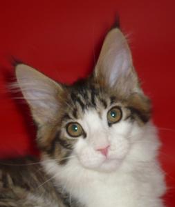 Riddlecoon`s F.Nobile