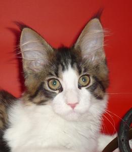 Riddlecoon`s F.Fram