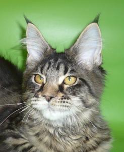 Riddlecoon`s L.E. Essai