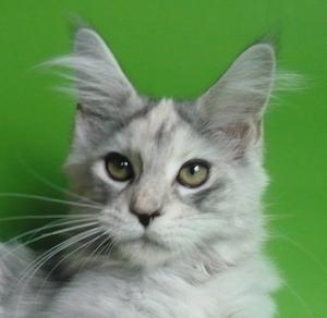 Riddlecoon Stars Quality G. Asta (Аста)