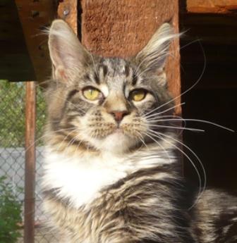 Riddlecoon`s H. Tyapa (Тяпа)