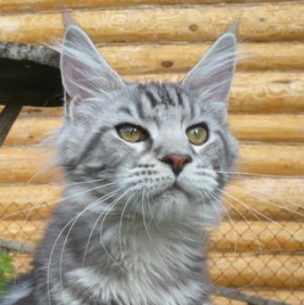 Riddlecoon`s H. Neja. (Нежа)