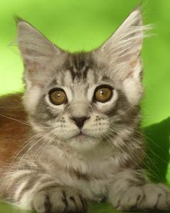 Riddlecoon`s K. Friday,13 (Пятница, 13)