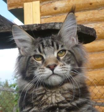 Riddlecoon`s H. Polkan (Полкан)