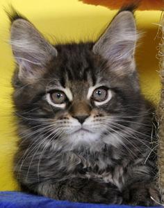 Riddlecoon`s T. Truffile